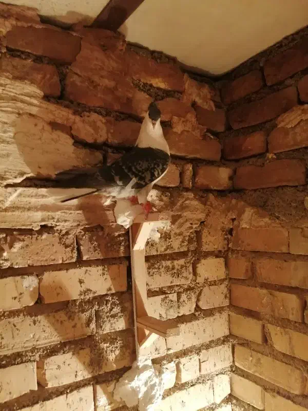 ساده کاکلی پرشی|پرنده|قوچان, |دیوار