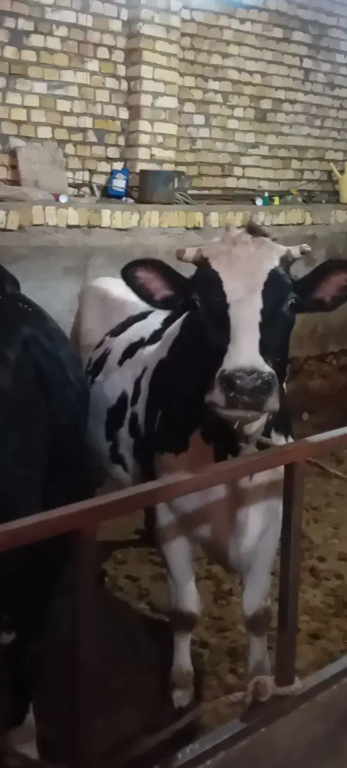 ماده گاو شیری|حیوانات مزرعه|قیدار, |دیوار