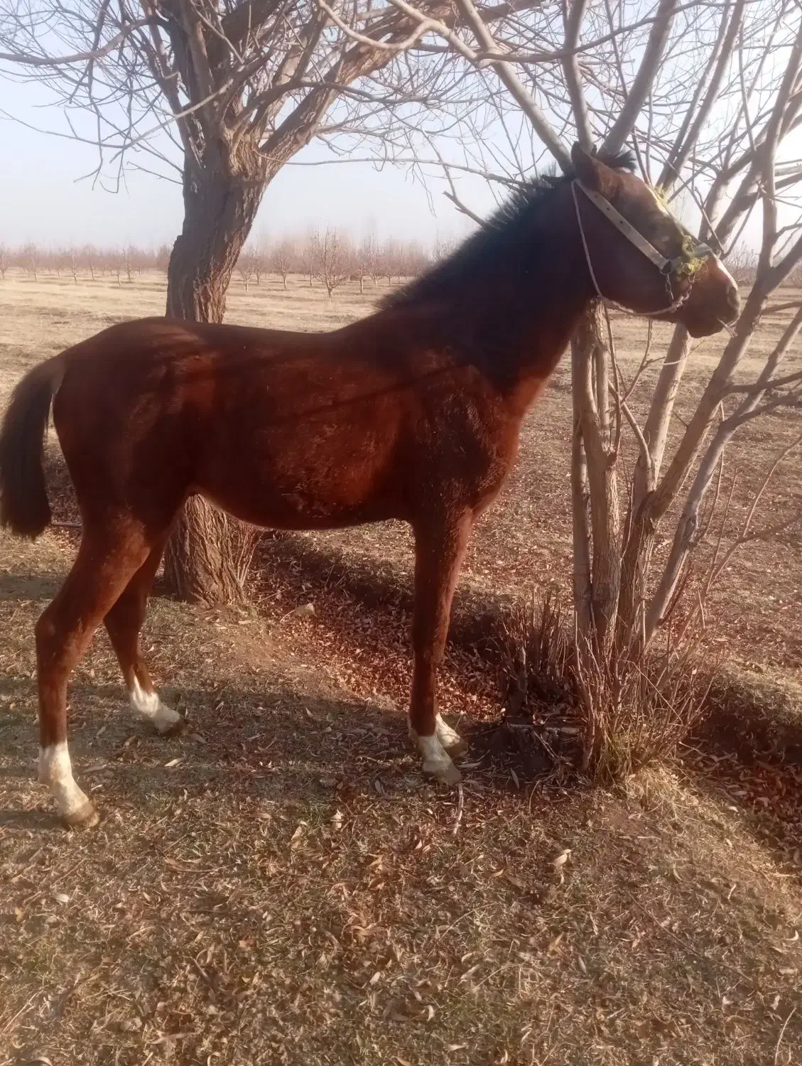 فروش کره اسب نریان|اسب و تجهیزات اسب‌سواری|ارومیه, |دیوار