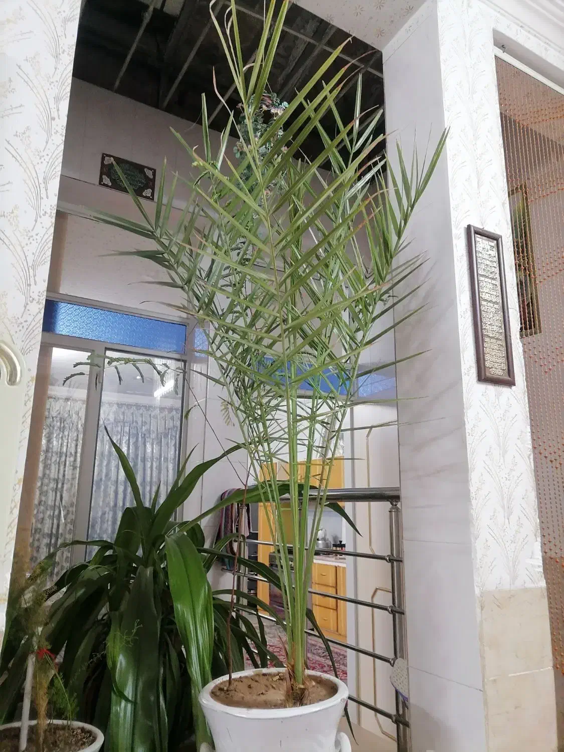 نخل خرما|گل مصنوعی|یزد, |دیوار