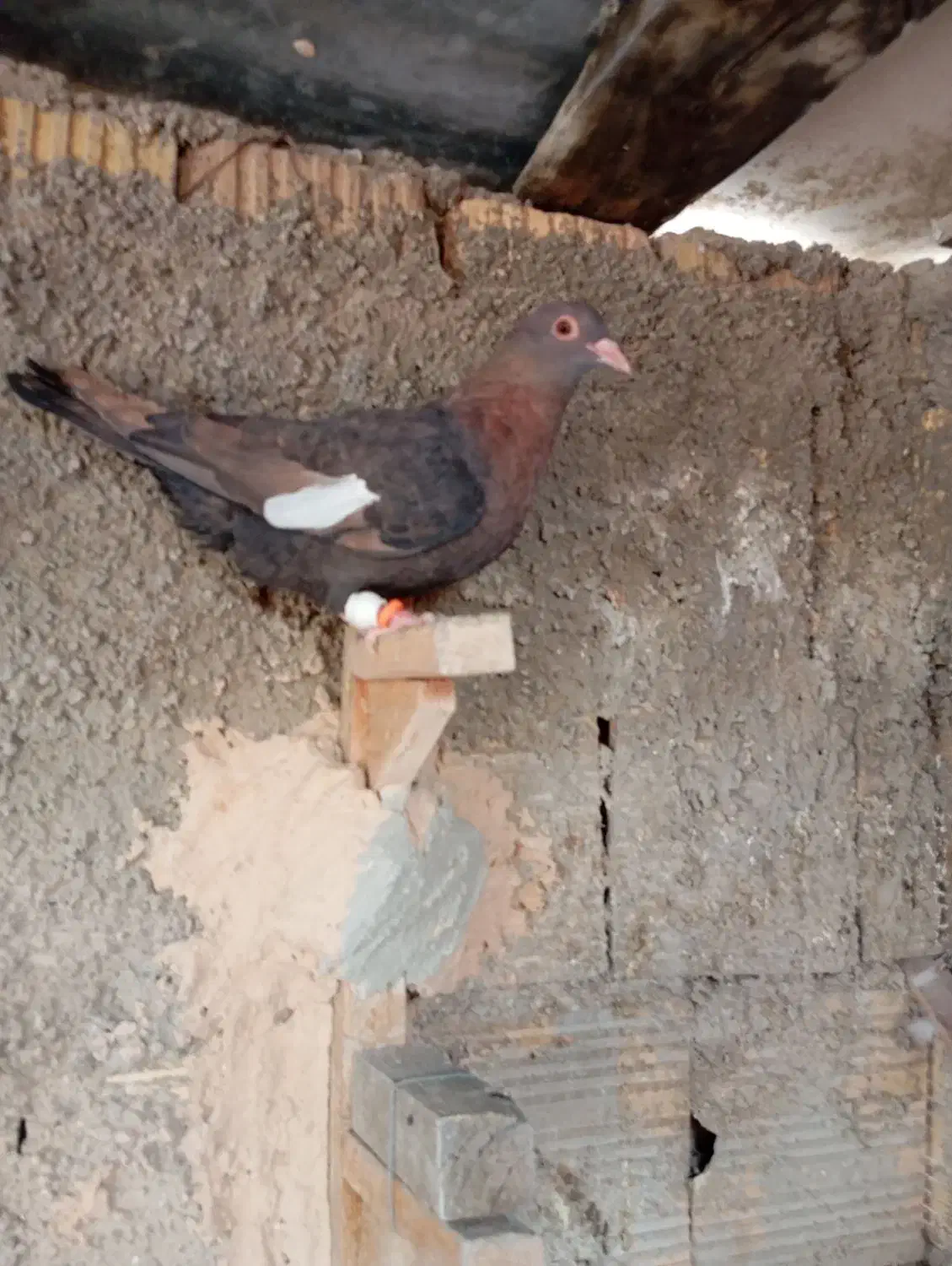 کفترسرک|پرنده|شیراز, کرونی(خاتونک)|دیوار