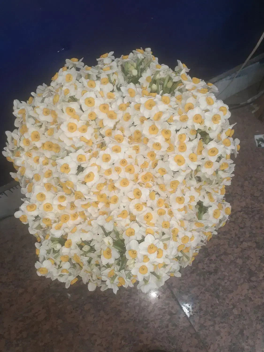 گل نرگس|گل و گیاه طبیعی|برازجان, |دیوار