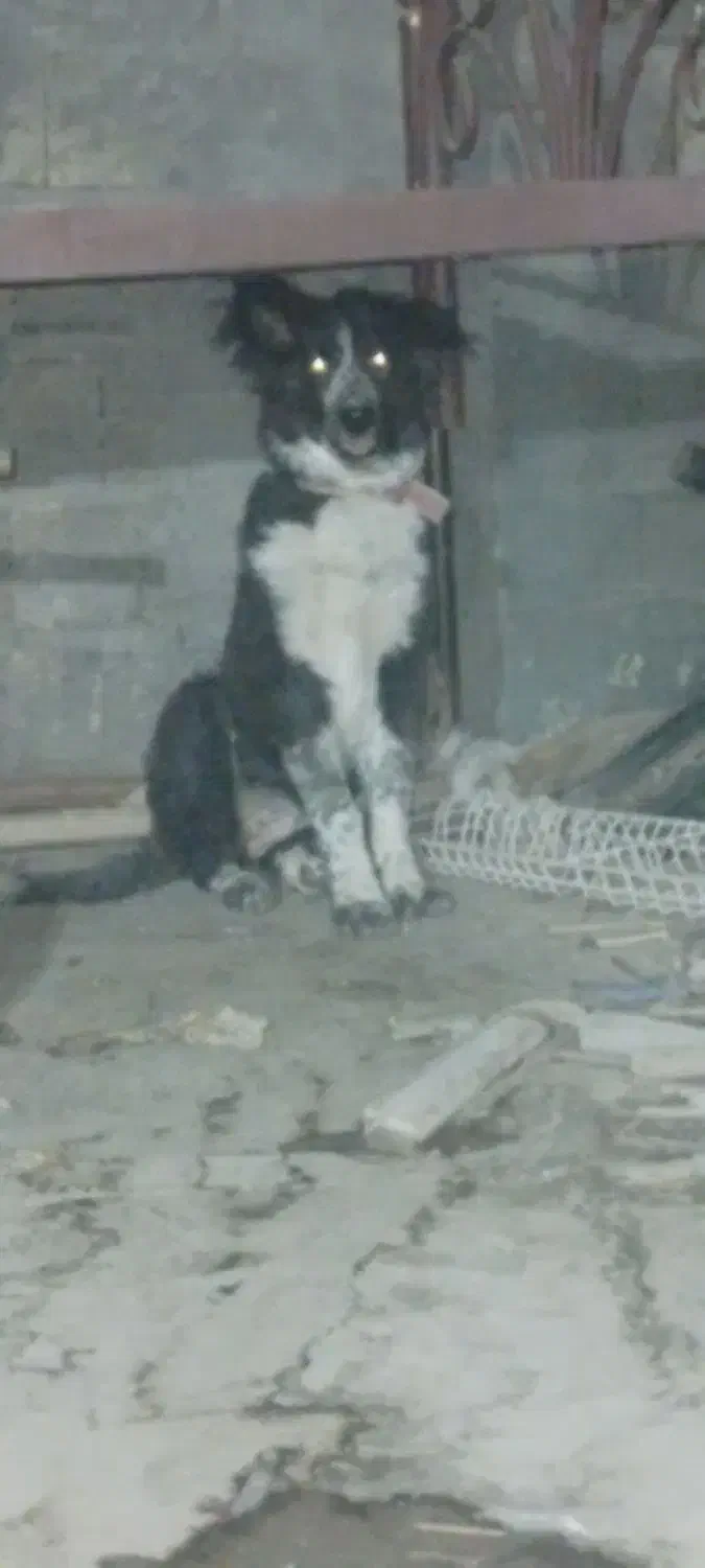 توله ماده قدرجونی هشت ماهه|سگ|فولادشهر, بوستان خلیج فارس|دیوار