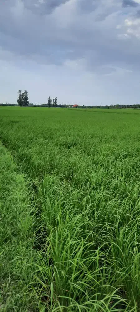 شالیزار ۲۰ تا ۸۰ هکتار|فروش زمین و ملک کلنگی|رشت, قاسمیه|دیوار