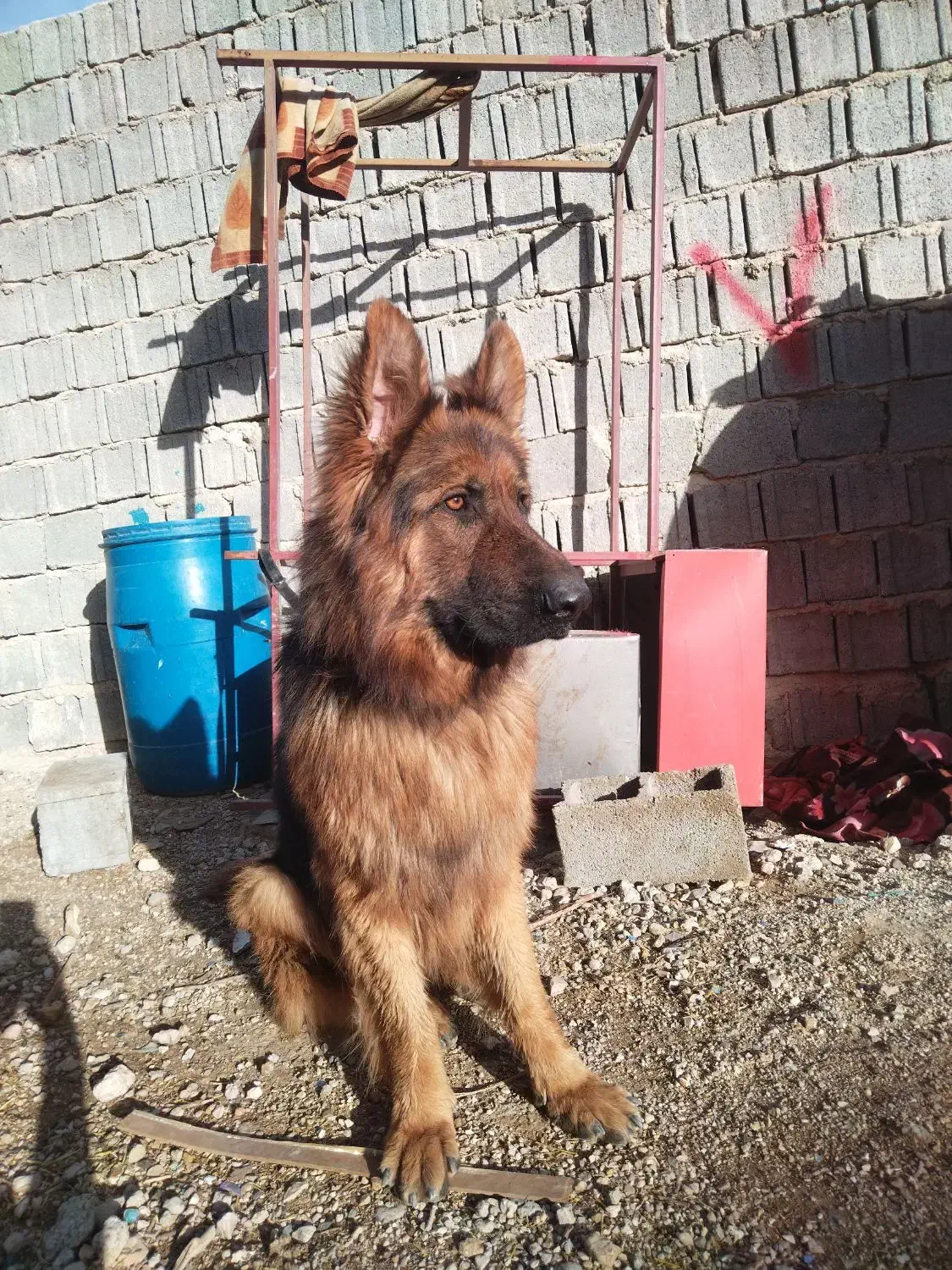 سگ ژرمن شپرد|سگ|شیراز, نیستان|دیوار