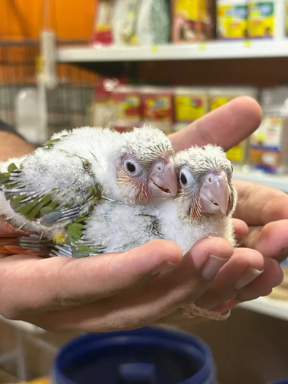 طوطی گرینچیکهای سرلاکی دونخور قرمزی بالا انواع رنگ|پرنده|قائمشهر, |دیوار