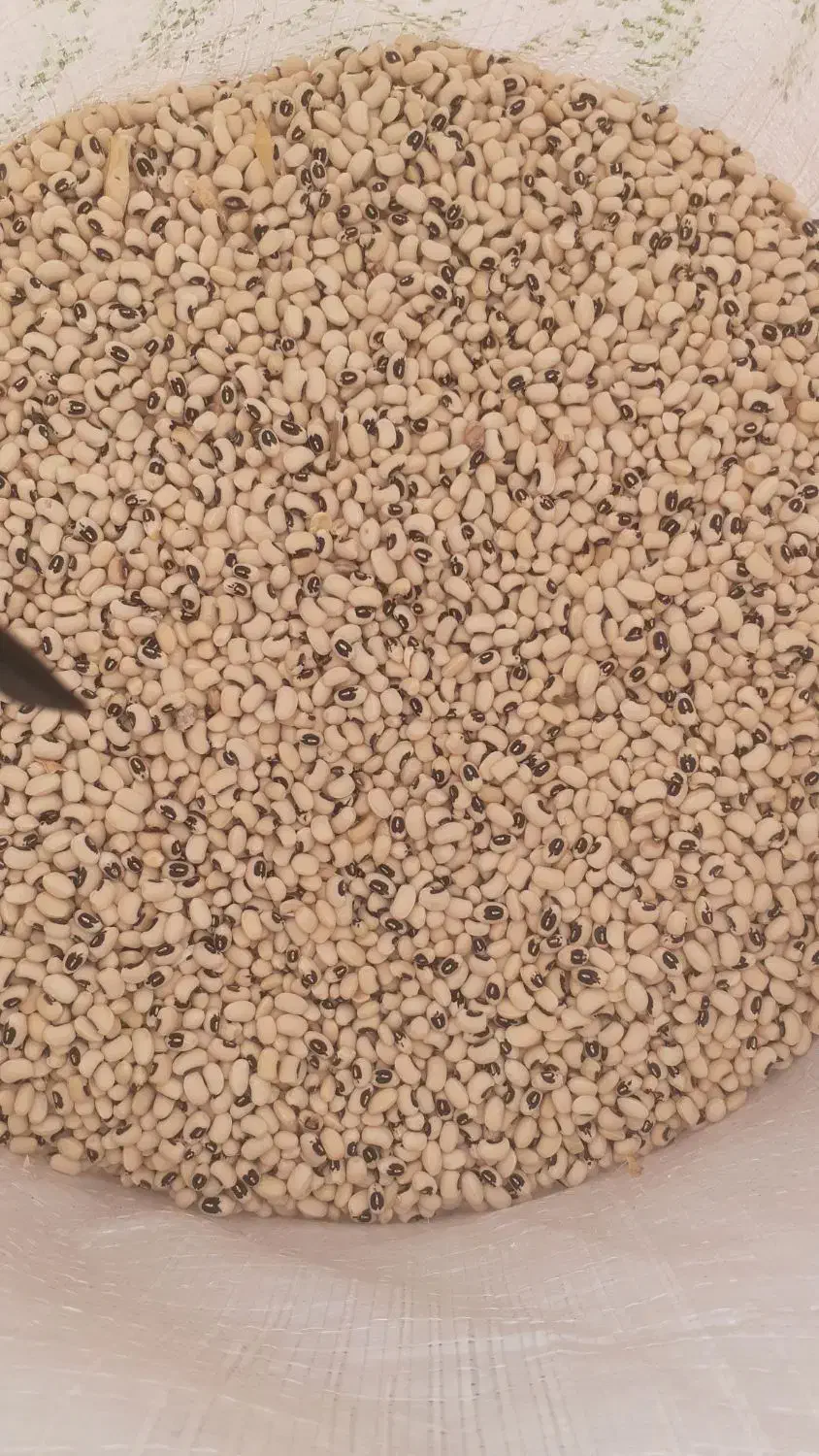 لوبیا چشم بلبلی درجه یک|خوردنی و آشامیدنی|شوشتر, |دیوار