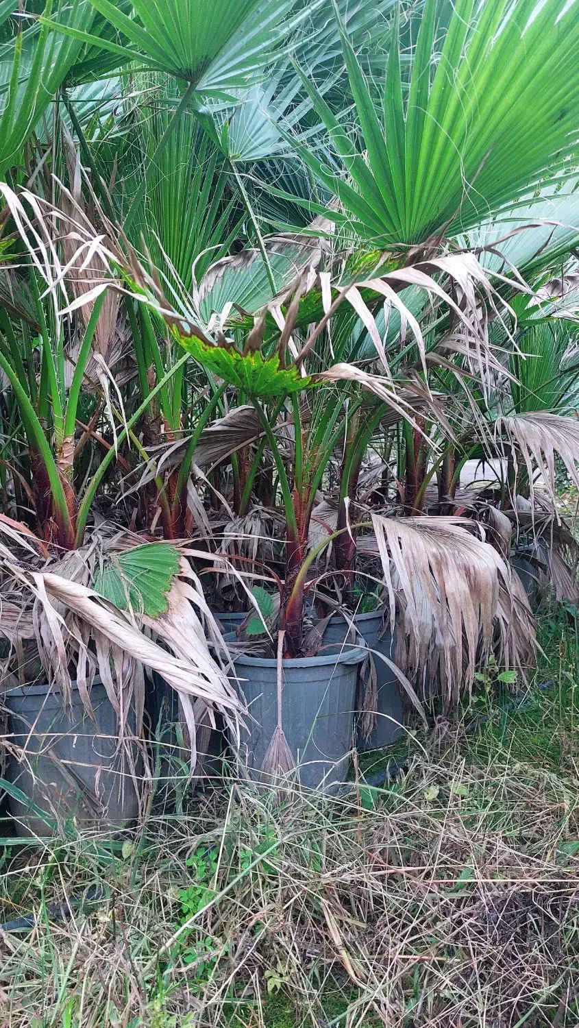 پالم واشنگتن سطل ۱۲|گل و گیاه طبیعی|چابکسر, |دیوار