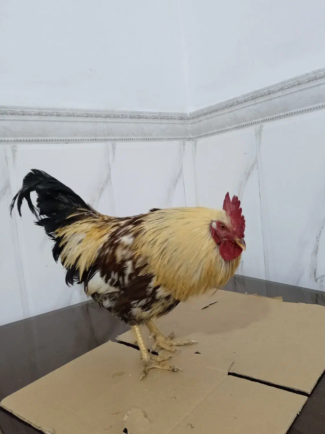 خروس محلی|حیوانات مزرعه|نسیمشهر, |دیوار