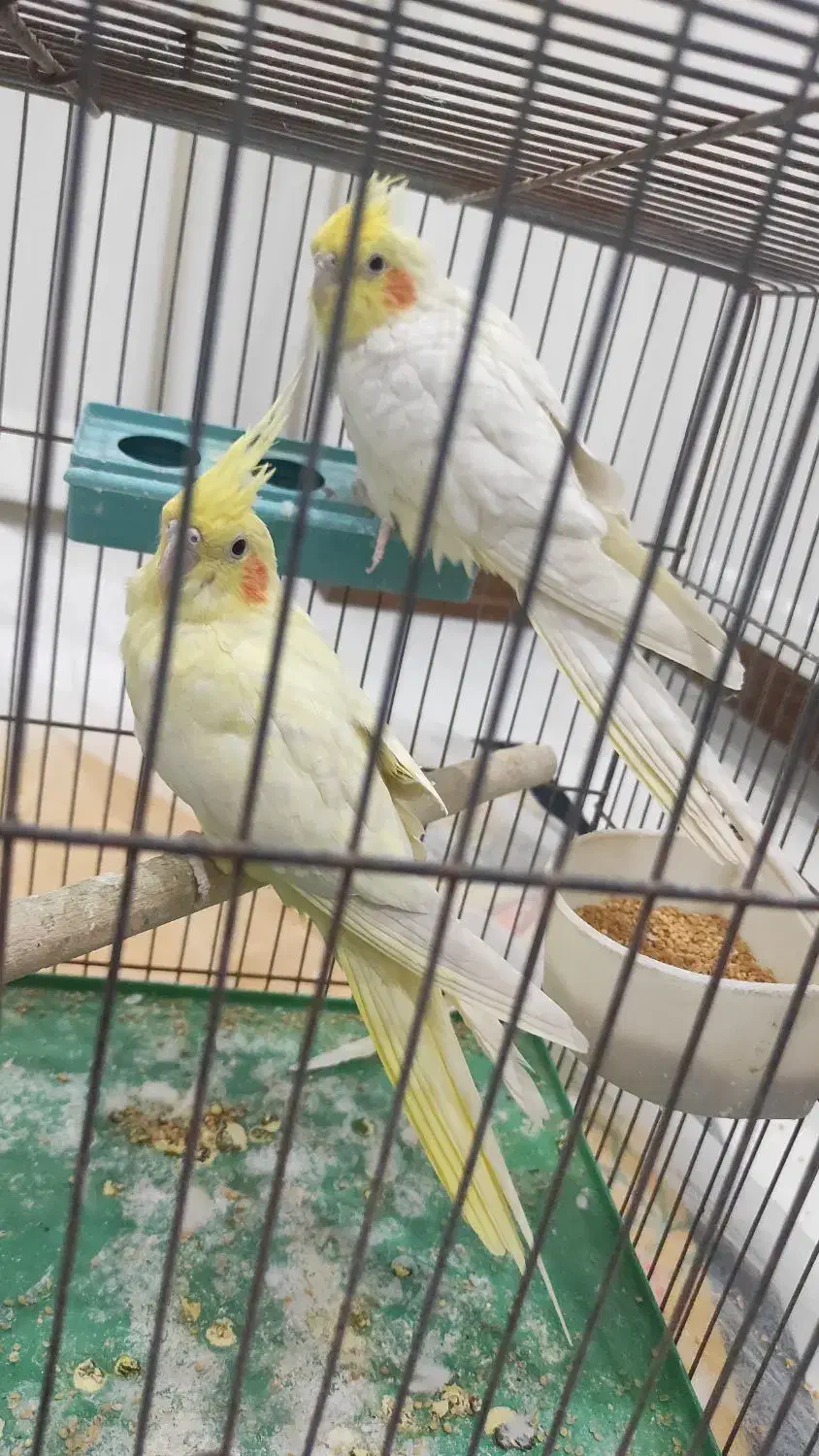 عروس|پرنده|اسلامشهر, شهرک سعیدیه|دیوار