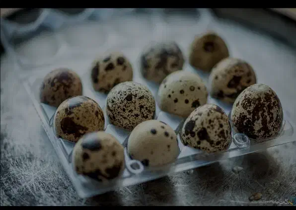 تخم بلدرچین|حیوانات مزرعه|زاهدان, |دیوار