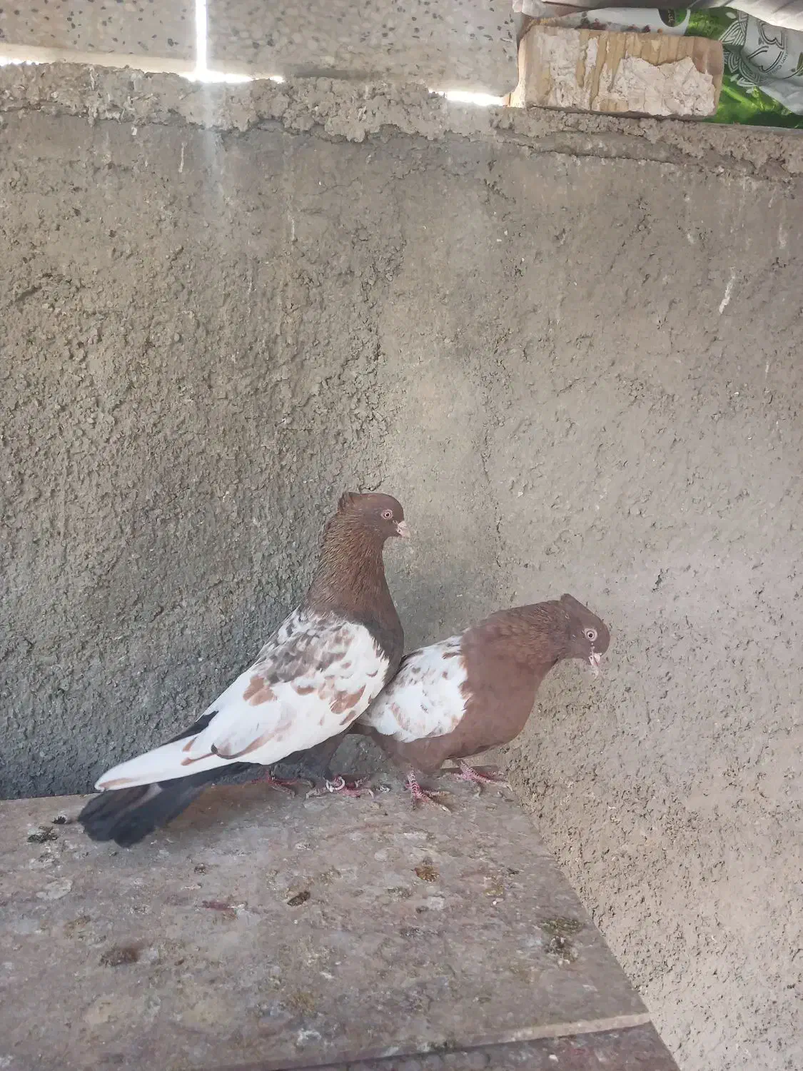 کفتر سینه|پرنده|شیراز, کوشک میدان|دیوار