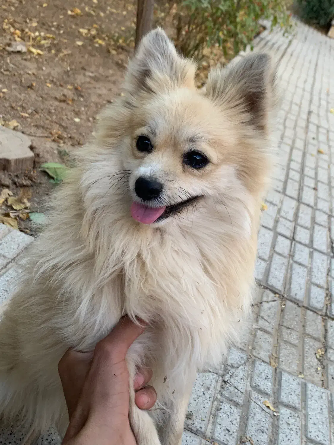 سگ پامر|سگ|اسفراین, |دیوار