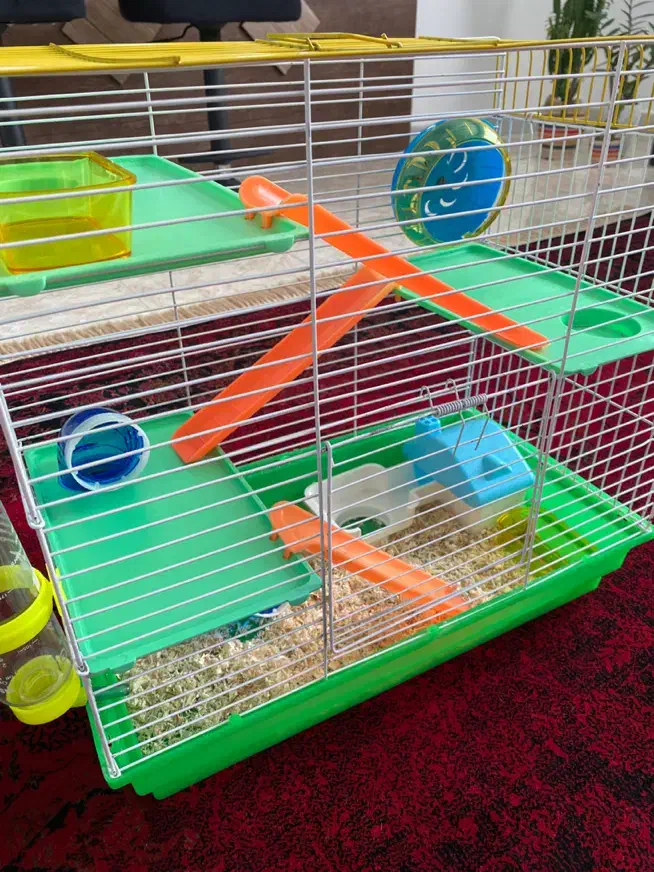 همستر|موش و خرگوش|قروه, |دیوار