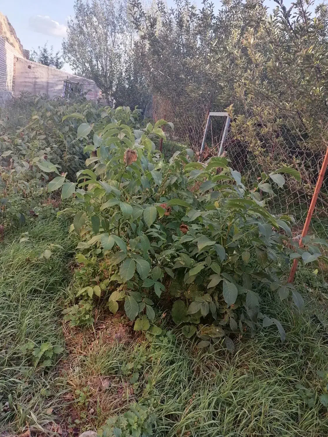 نهال با کیفیت ۲ سال و ۳ساله گردو|خدمات باغبانی و درختکاری|سراب, |دیوار