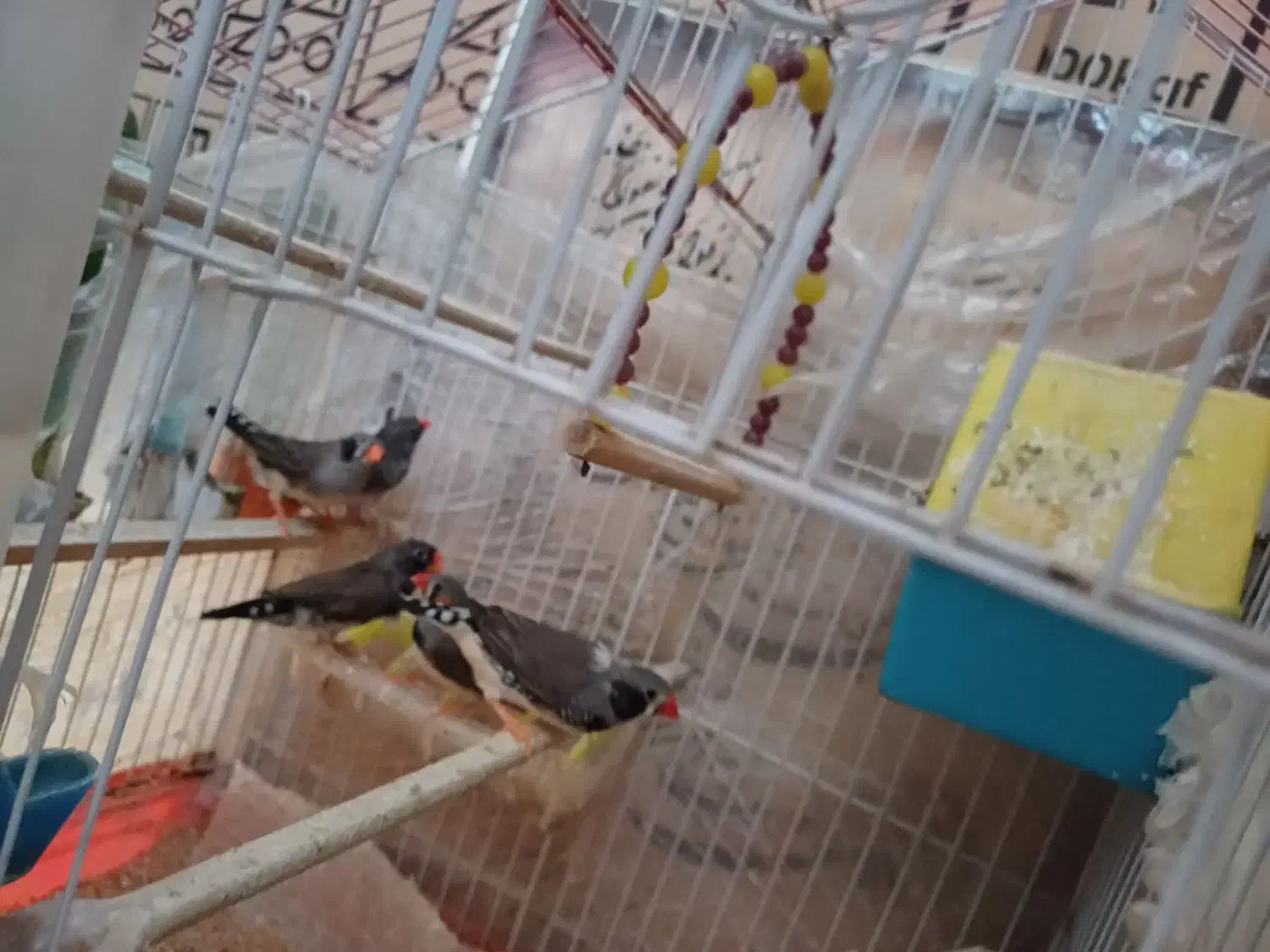 فنچ|پرنده|پاکدشت, شهرک انقلاب|دیوار