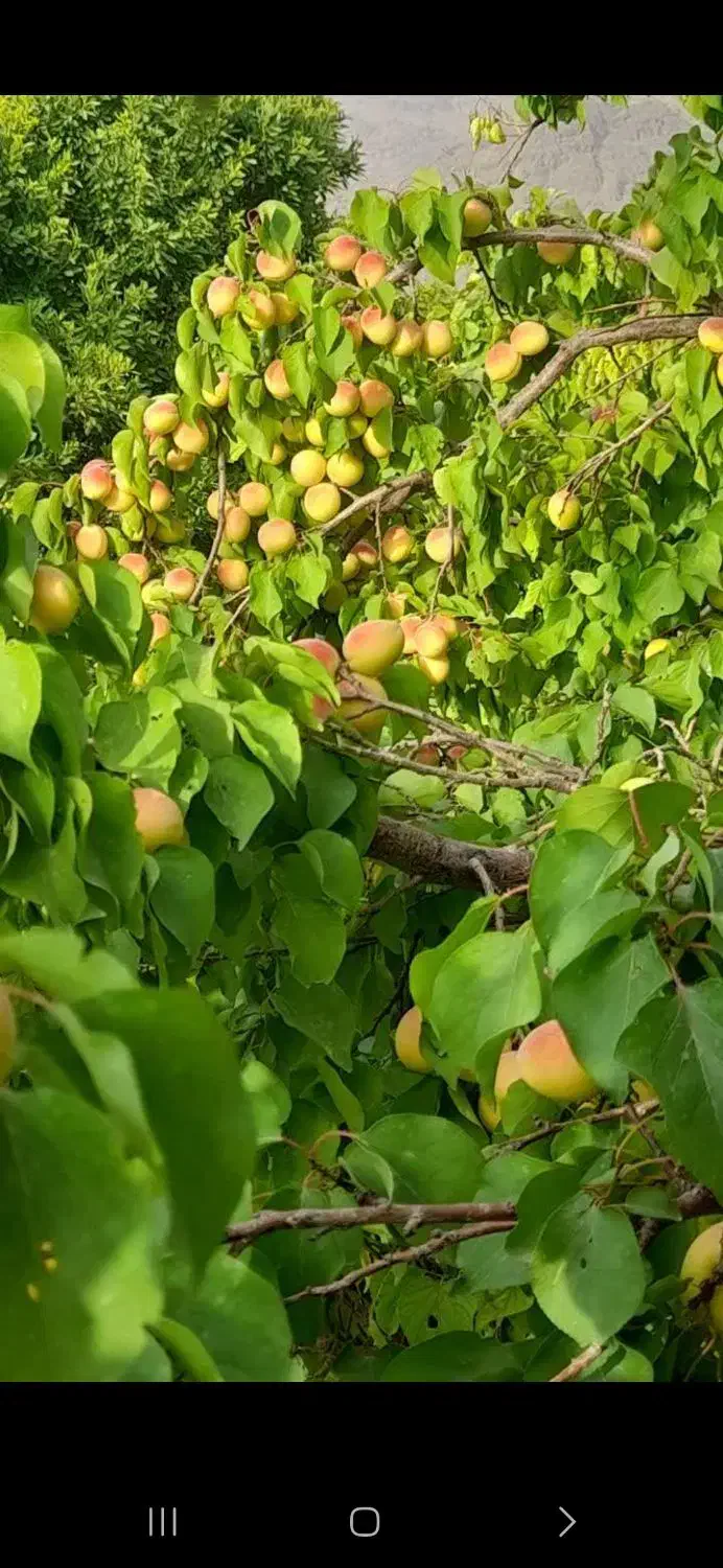 باغچه روستای دیزیجان ۶۷۰متر|فروش خانه و ویلا|قم, حکمت شمالی|دیوار