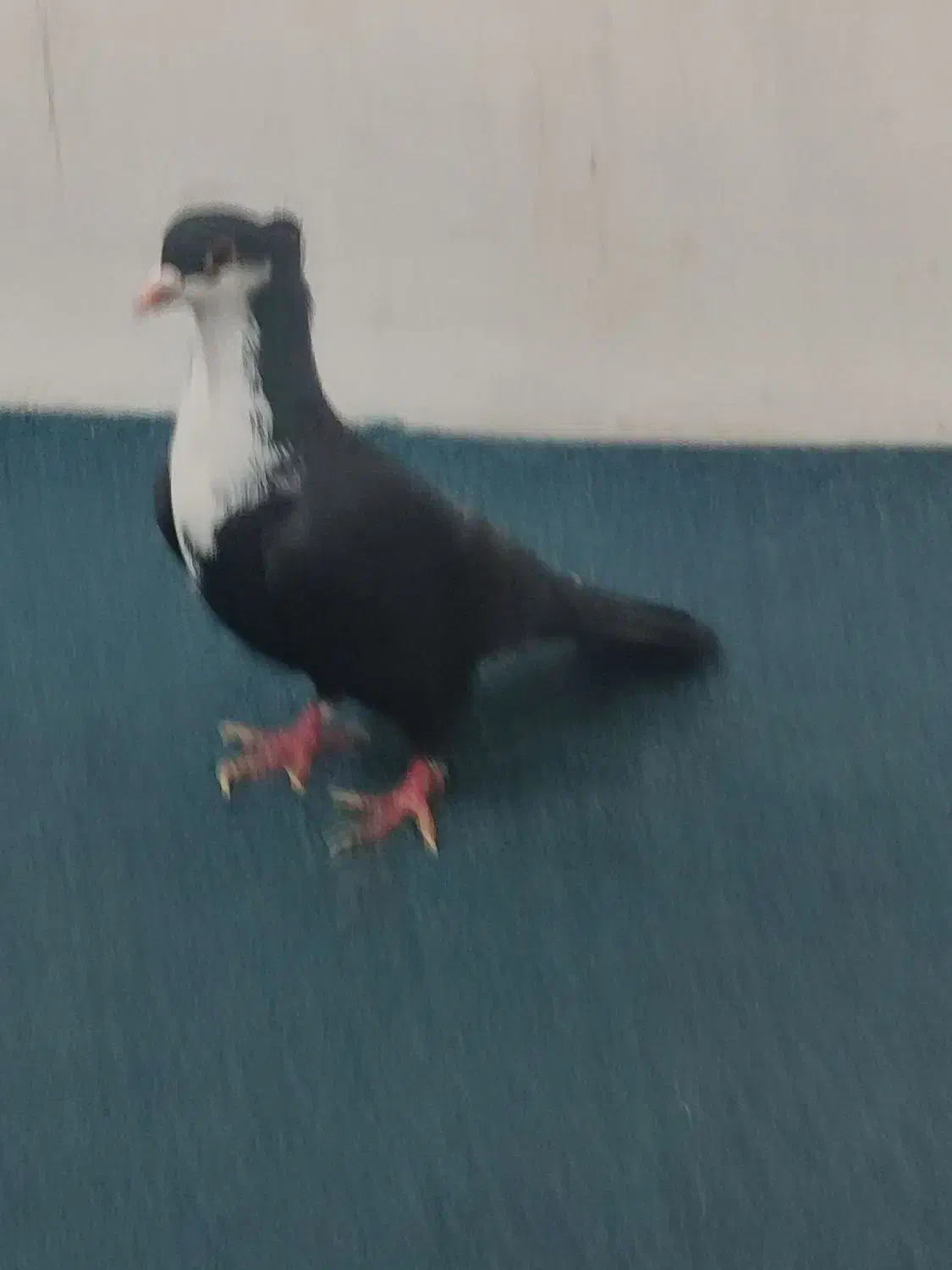 کروات|پرنده|خواف, |دیوار