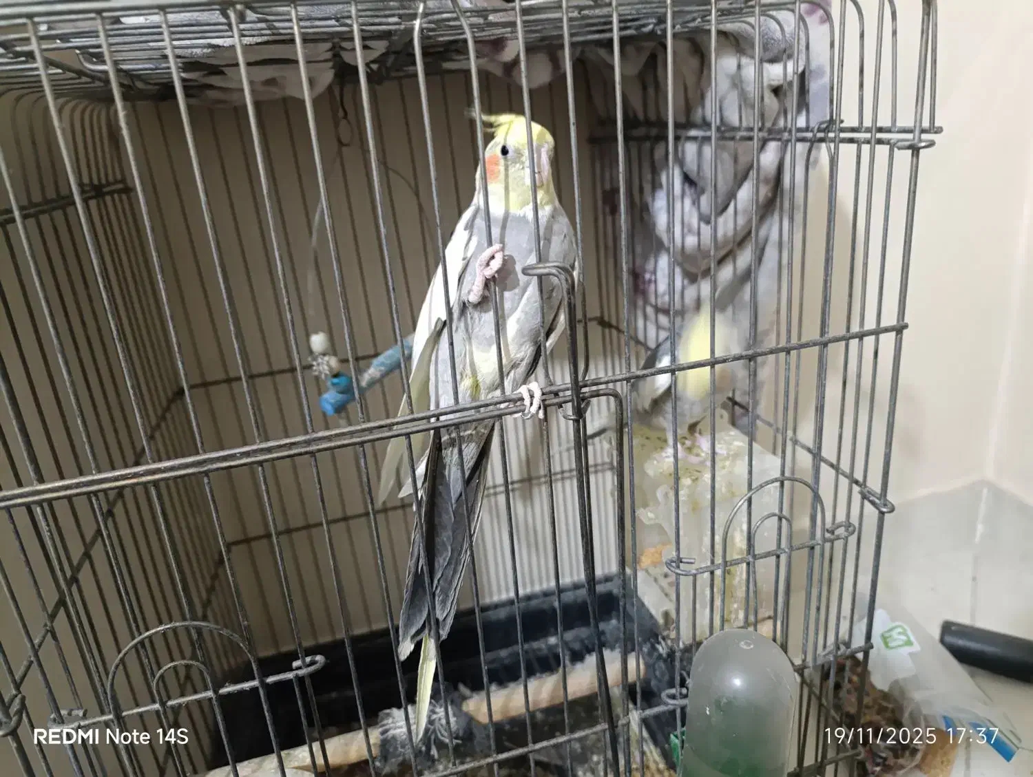 دو عدد نر توسینو برای جفتگیری|پرنده|تبریز, |دیوار