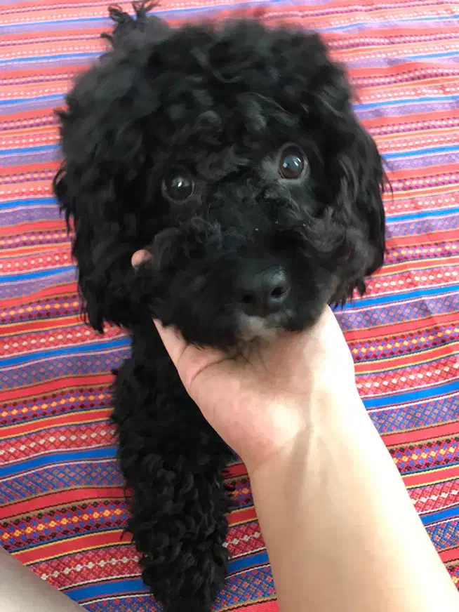 سگ پودل|سگ|کرج, ملک‌آباد|دیوار