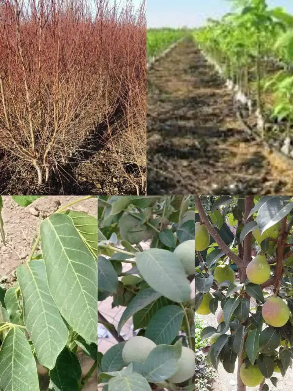 فروش درخت|خدمات باغبانی و درختکاری|محلات, |دیوار