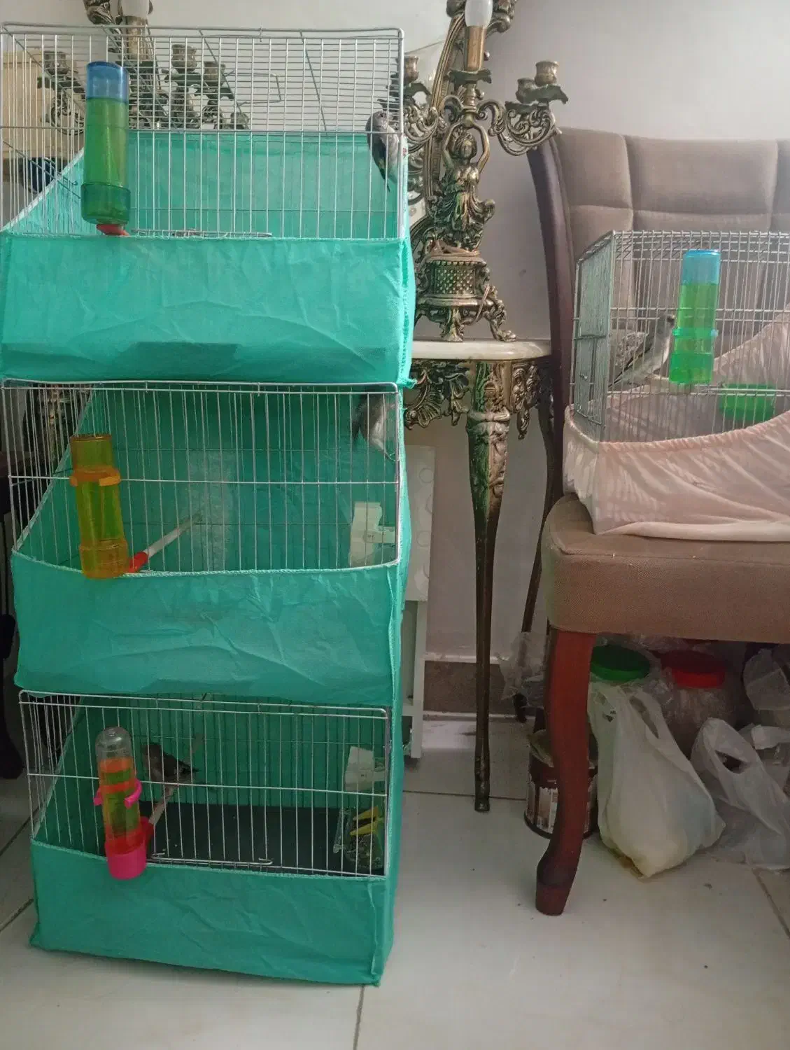 4عدد سهره نر بشرط (معاوظه با قناری)|پرنده|آستانه اشرفیه, |دیوار