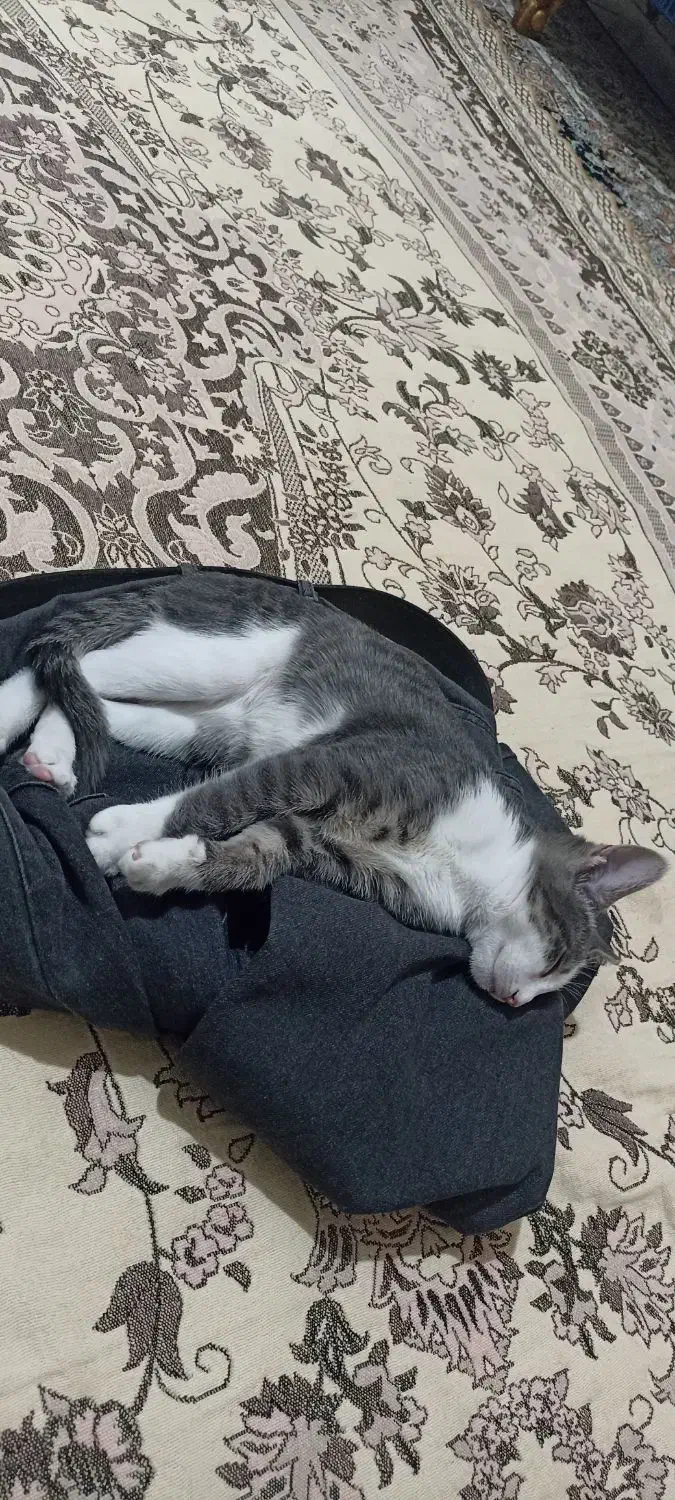 گربه گمشده.   مژدگانی دارد|حیوانات|رباط‌کریم, مسکن مهر آبشناسان|دیوار