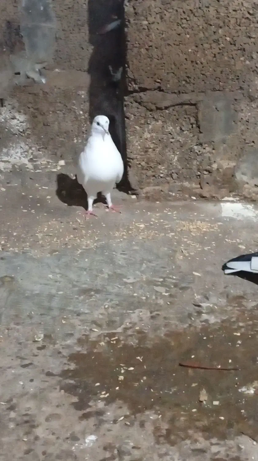 کبوتر یا کفتر|پرنده|رشت, منظریه|دیوار