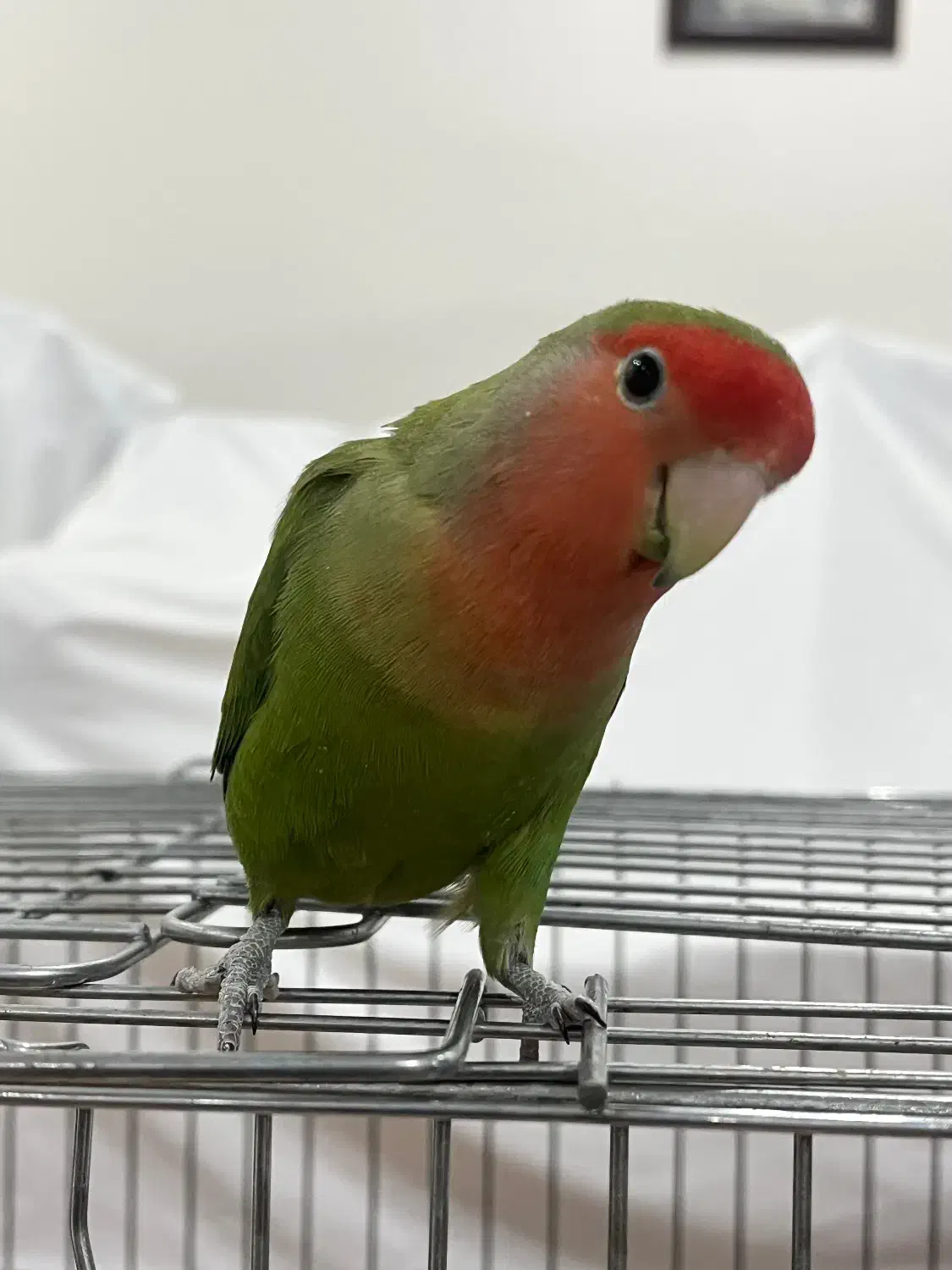 ۱ جفت طوطی برزیلی|پرنده|تهران, تهرانسر غربی|دیوار