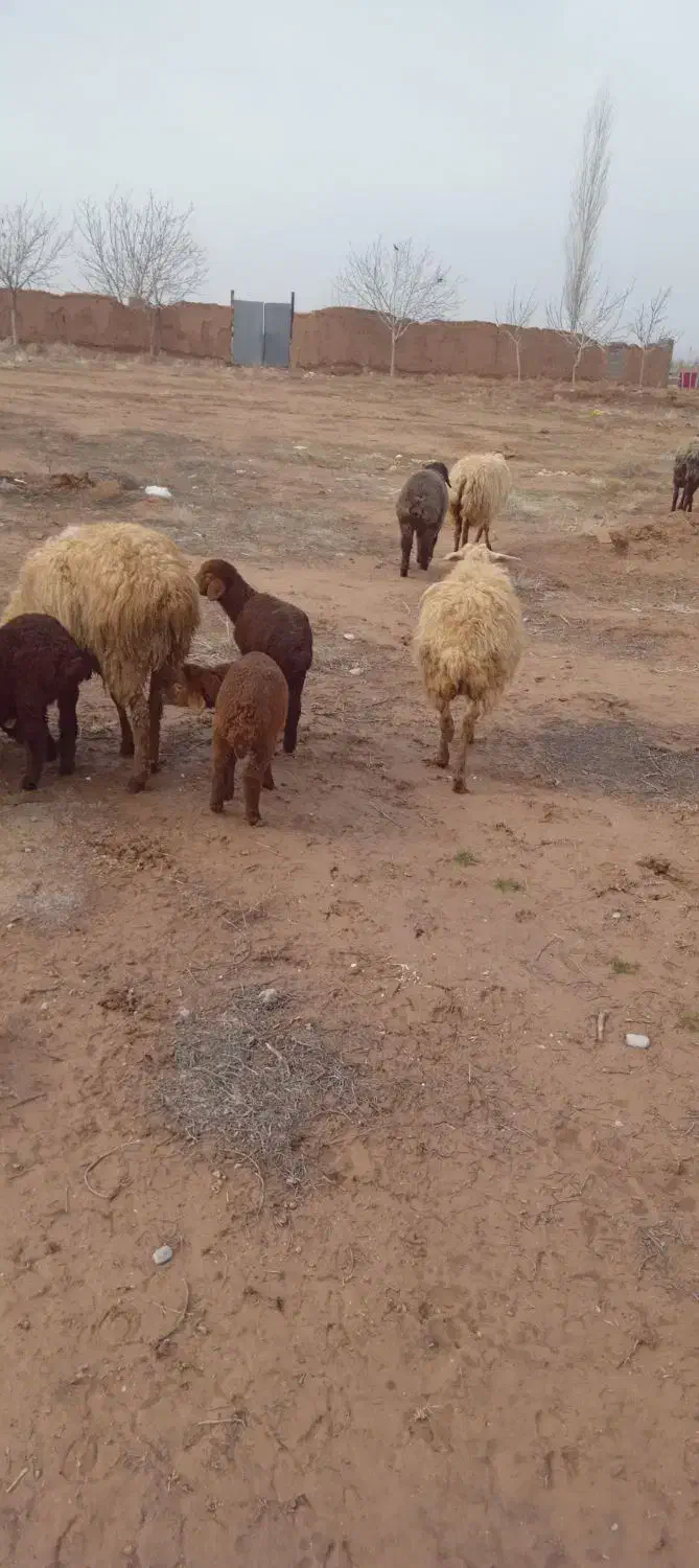 مال داشتی|حیوانات مزرعه|اسفراین, |دیوار