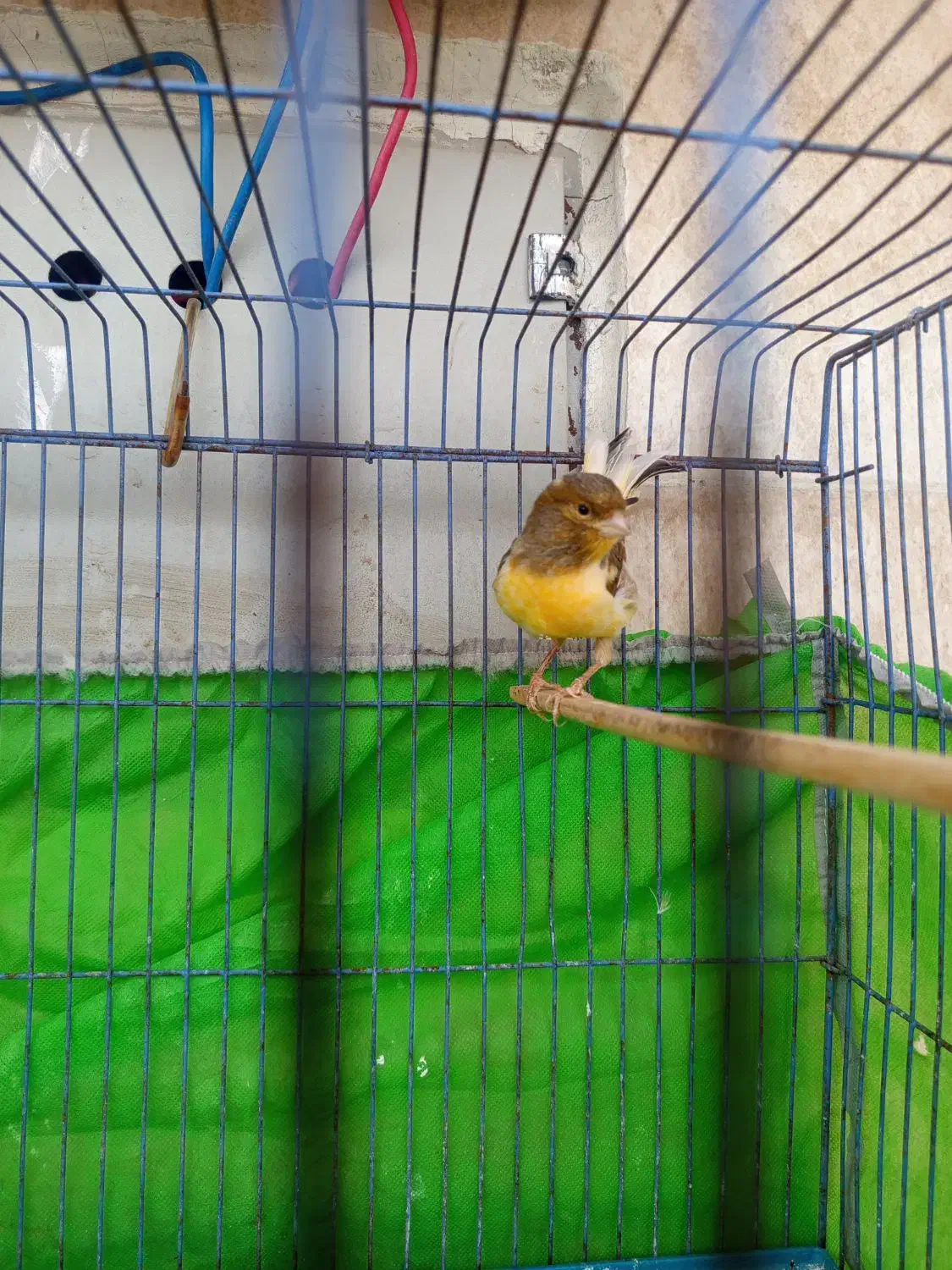 قناری نر|پرنده|اهواز, فتح|دیوار