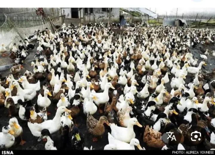 اوردک|حیوانات مزرعه|خاوه, |دیوار