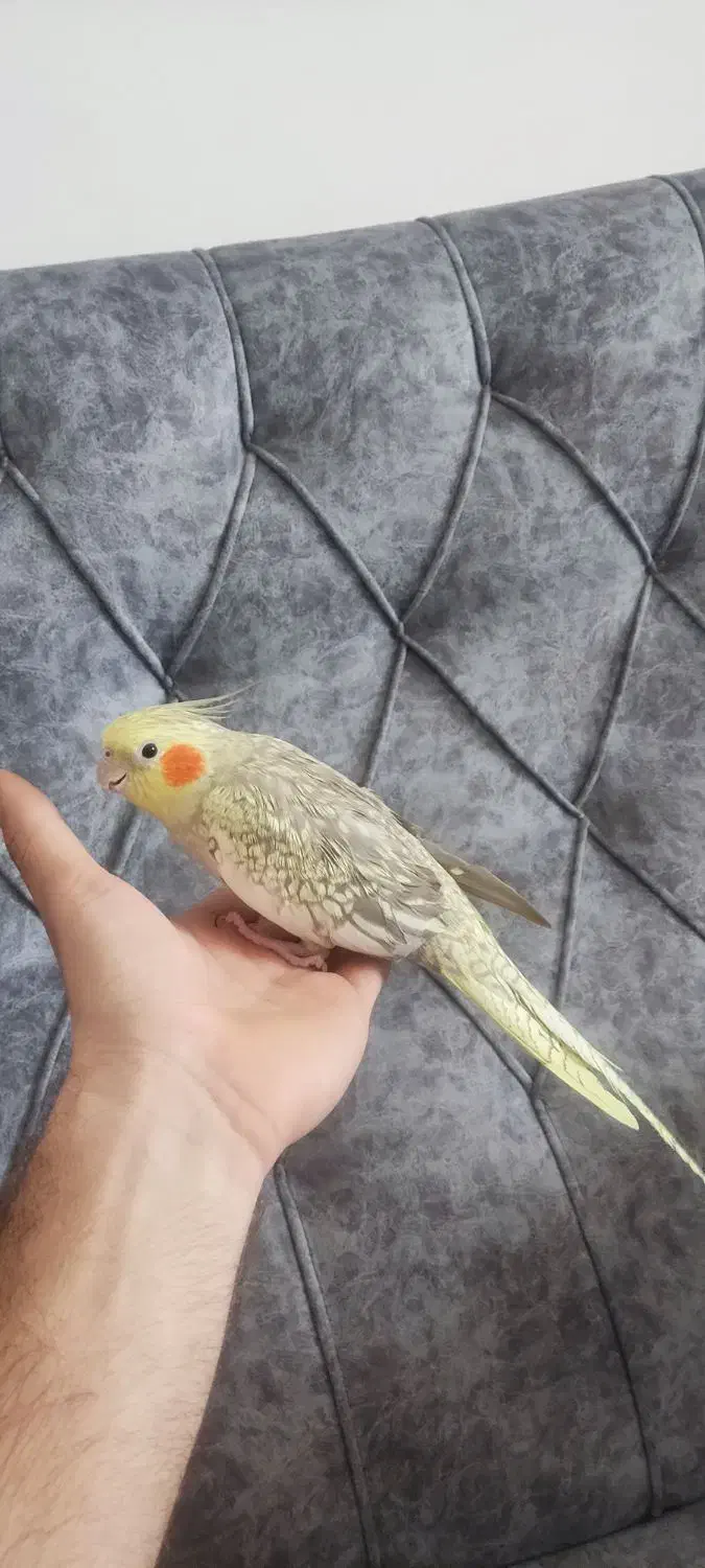 عروس هلندی|پرنده|محمدیه-قزوین, |دیوار