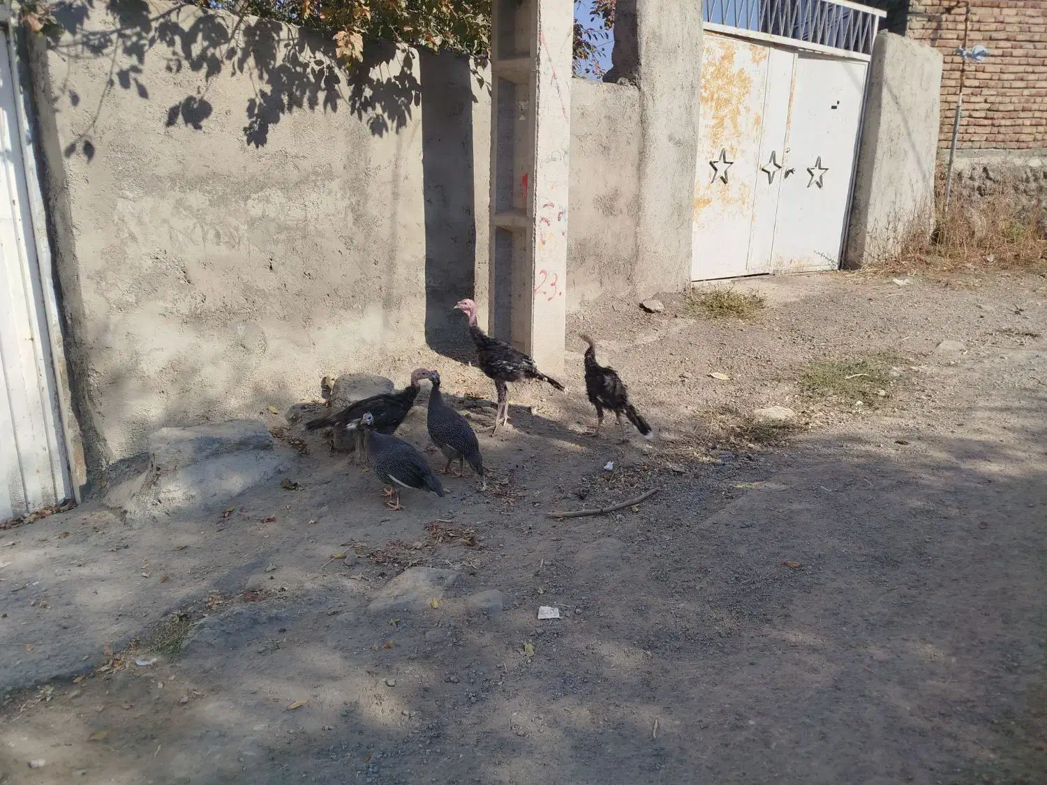 بوقلمون گوشتی|حیوانات مزرعه|مشگین شهر, |دیوار