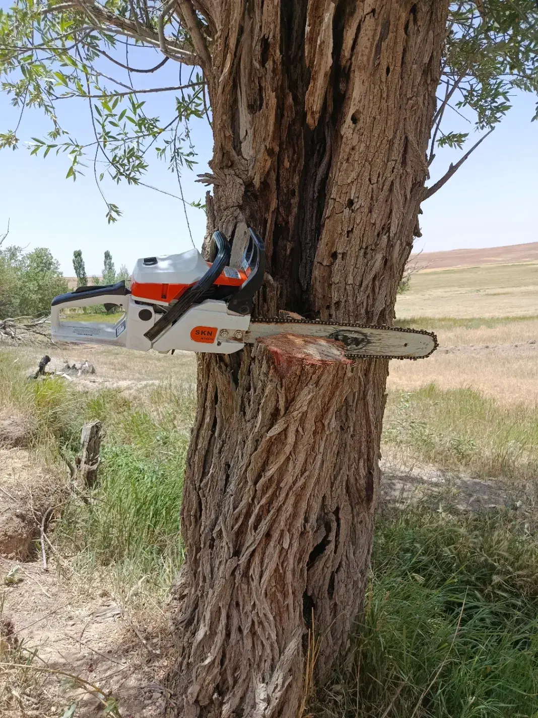 خریدار چوب|خدمات باغبانی و درختکاری|بیجار, |دیوار