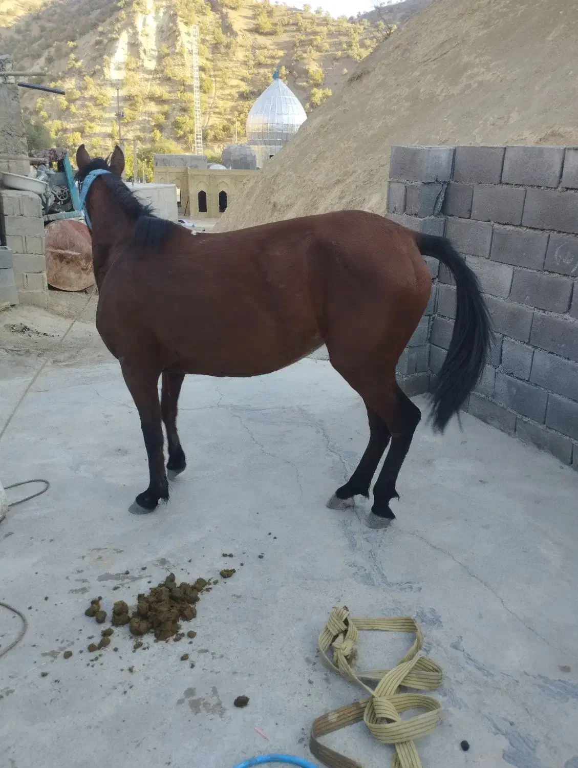 یک عدد مادیان همراه با کره مادیان وآبستن|اسب و تجهیزات اسب‌سواری|سی‌سخت, |دیوار