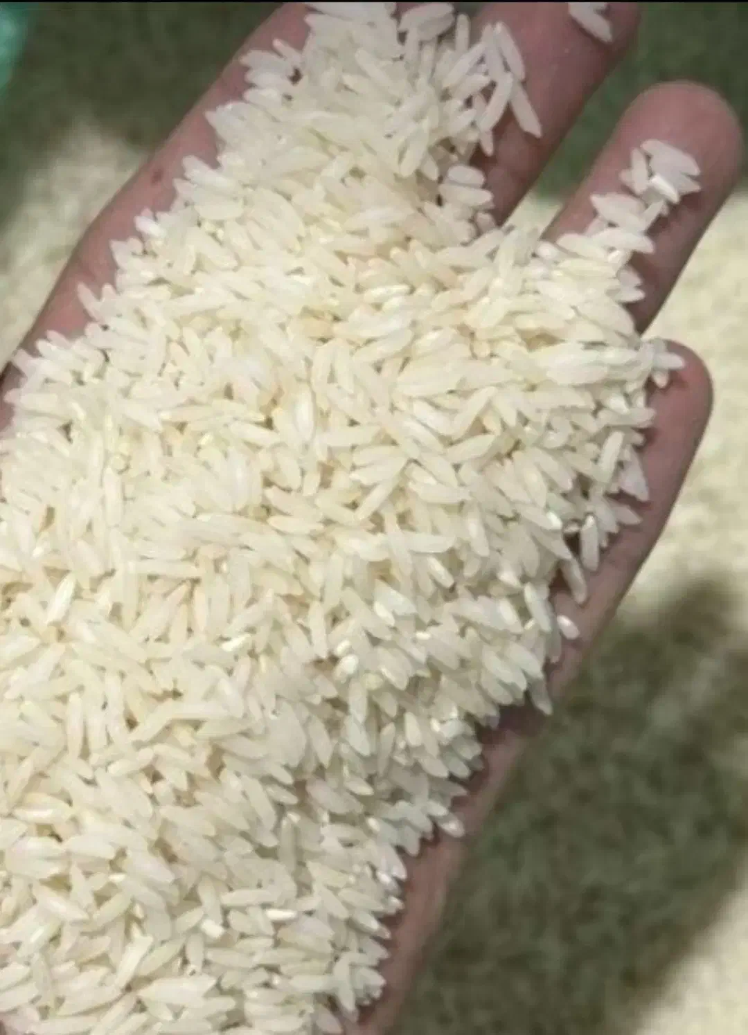 800 کیلو برنج طارم هاشمی|خوردنی و آشامیدنی|بابلسر, |دیوار