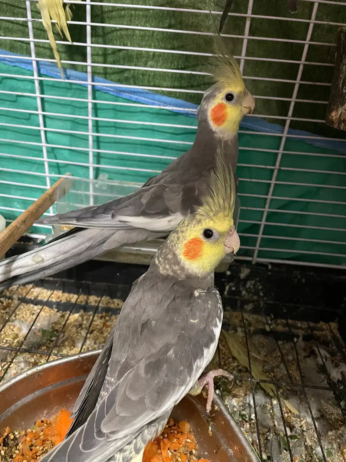 عروس هلندی نر و ماده|پرنده|لنگرود, |دیوار