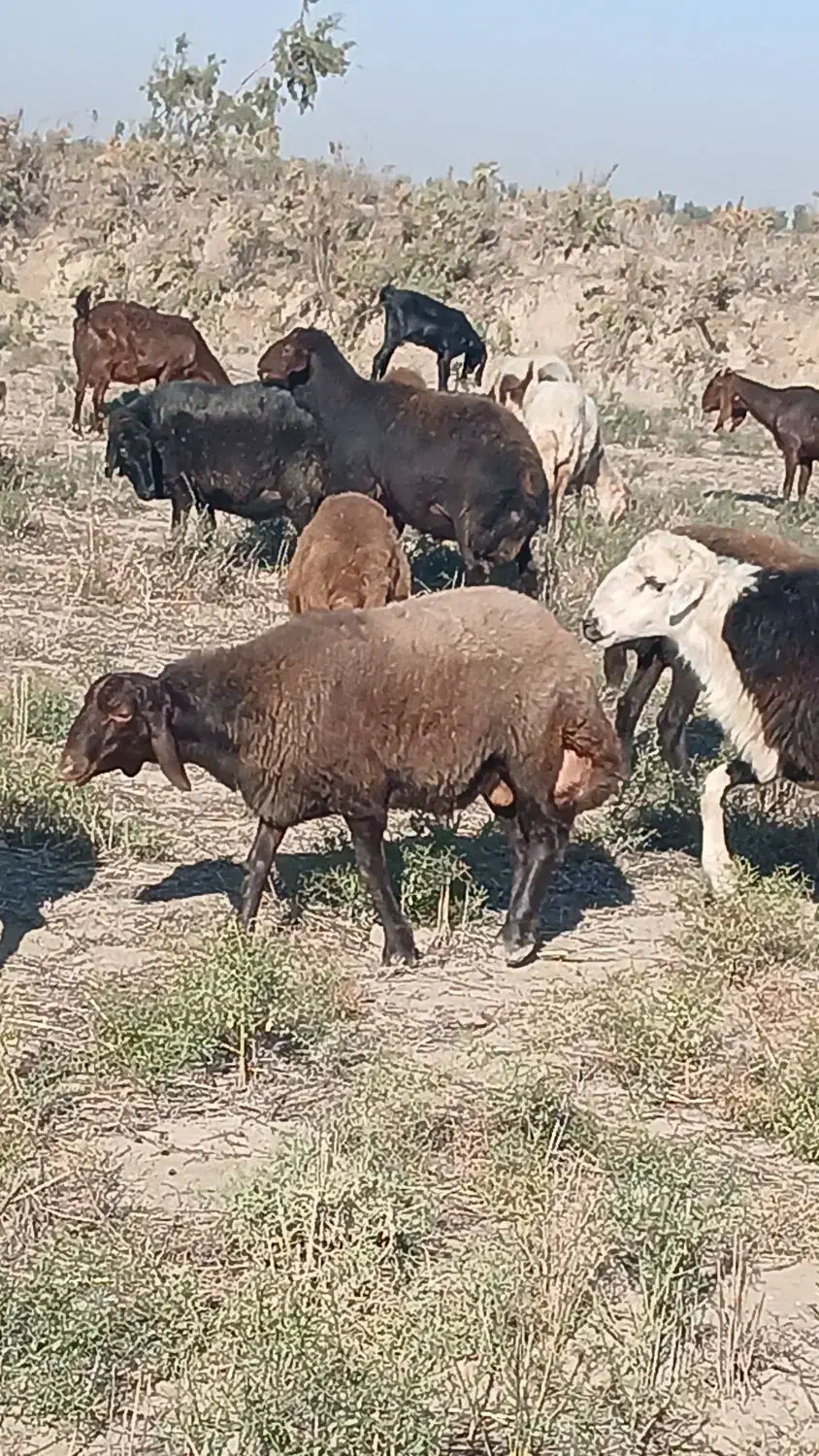 قوچ همو صادراتی اصل لخت|حیوانات مزرعه|انبارآلوم, |دیوار