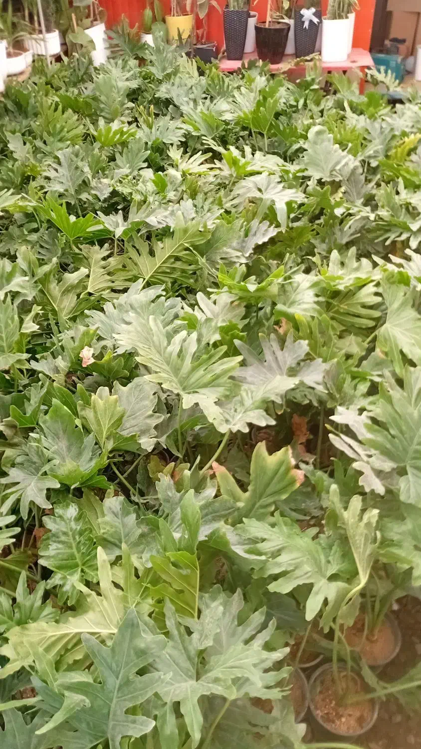 گل برگ انجیری|گل و گیاه طبیعی|چهاردانگه (تهران), |دیوار