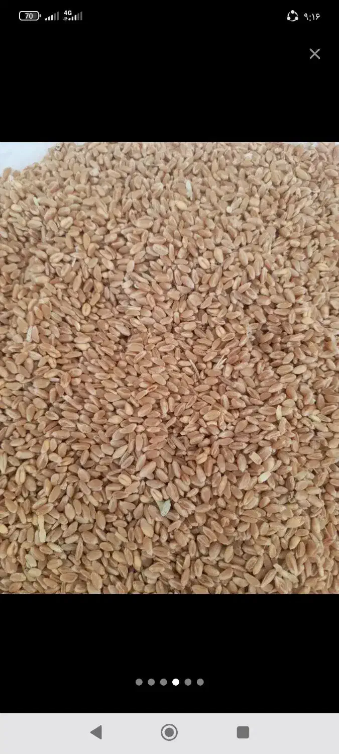 گندم|حیوانات مزرعه|ابرکوه, |دیوار