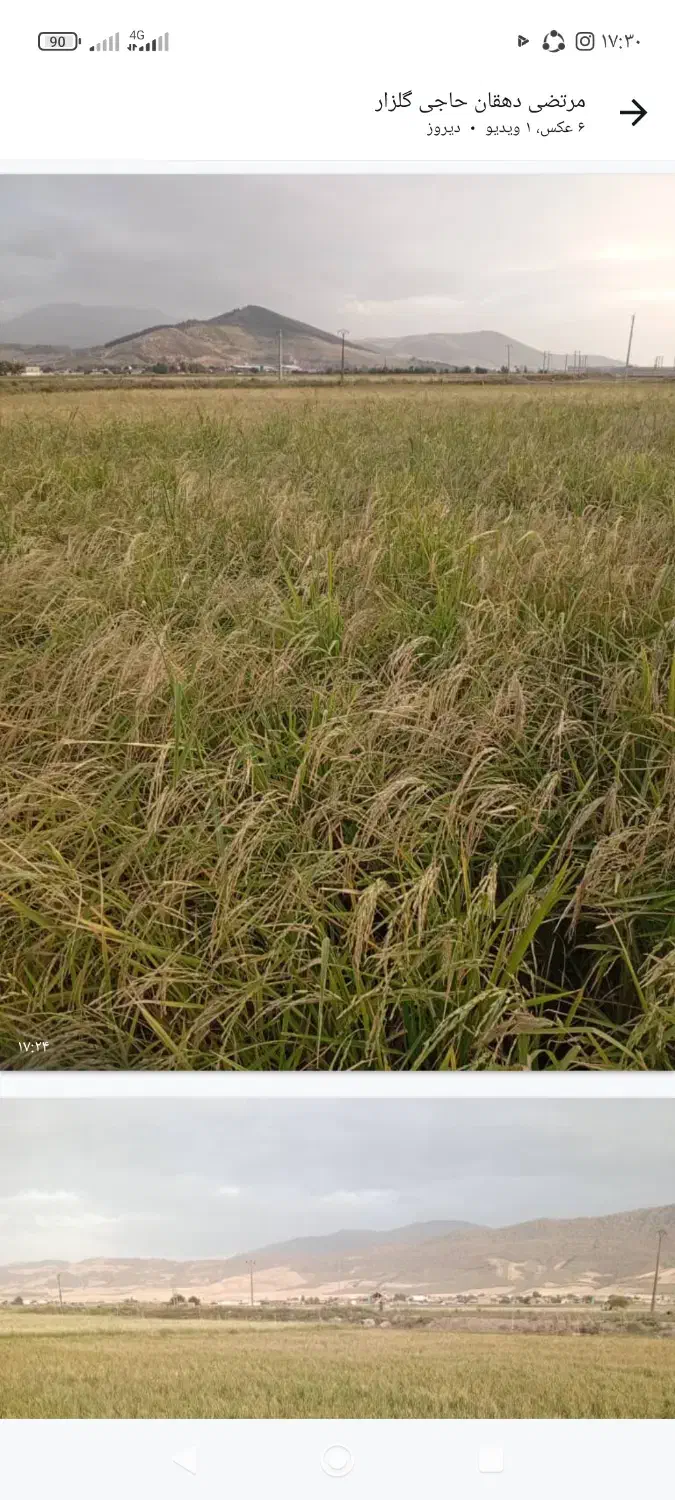 زمین کشاورزی|فروش زمین و ملک کلنگی|مینودشت, |دیوار