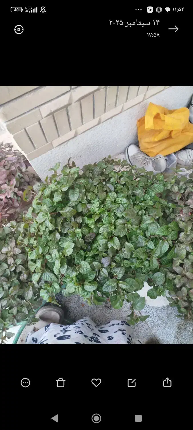 گل طبیعی|گل و گیاه طبیعی|شیراز, تندگویان|دیوار