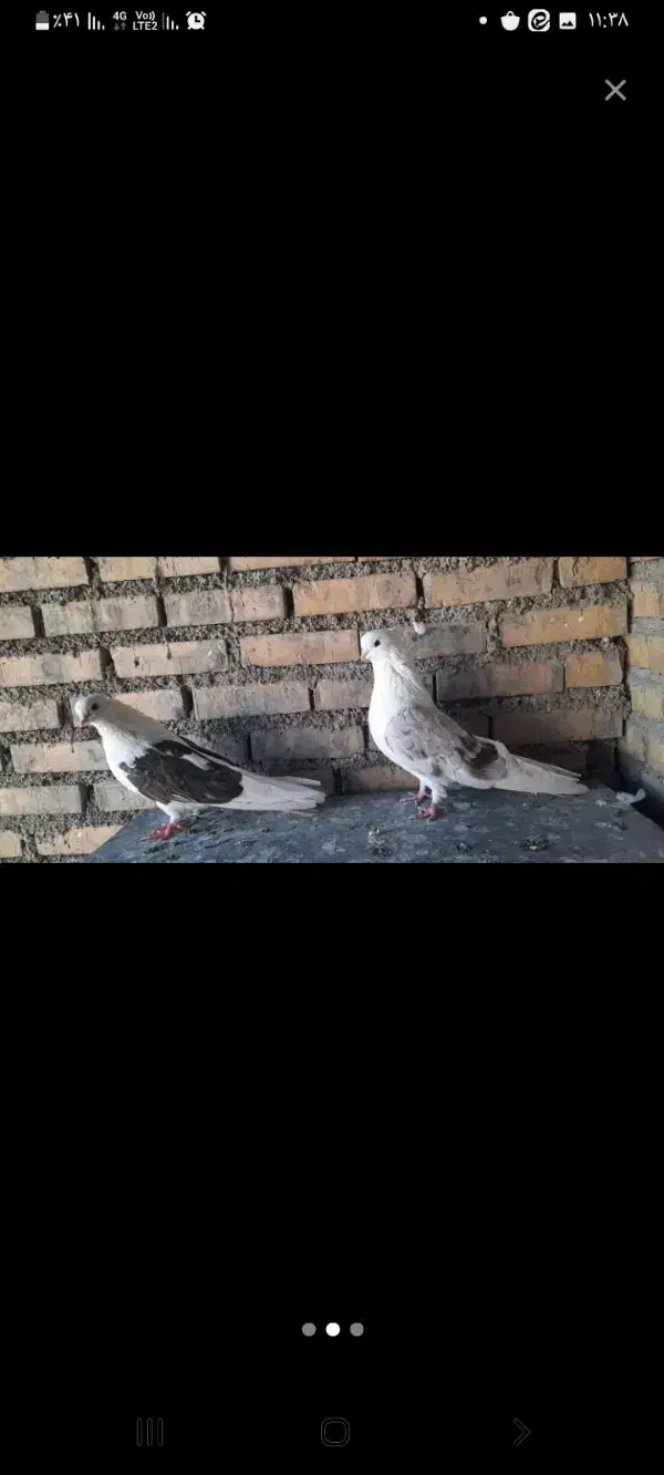 کبوتر کفتر تهرانی نوک ریز تار شده گم شده|پرنده|شاهینشهر, شهرک سایت|دیوار