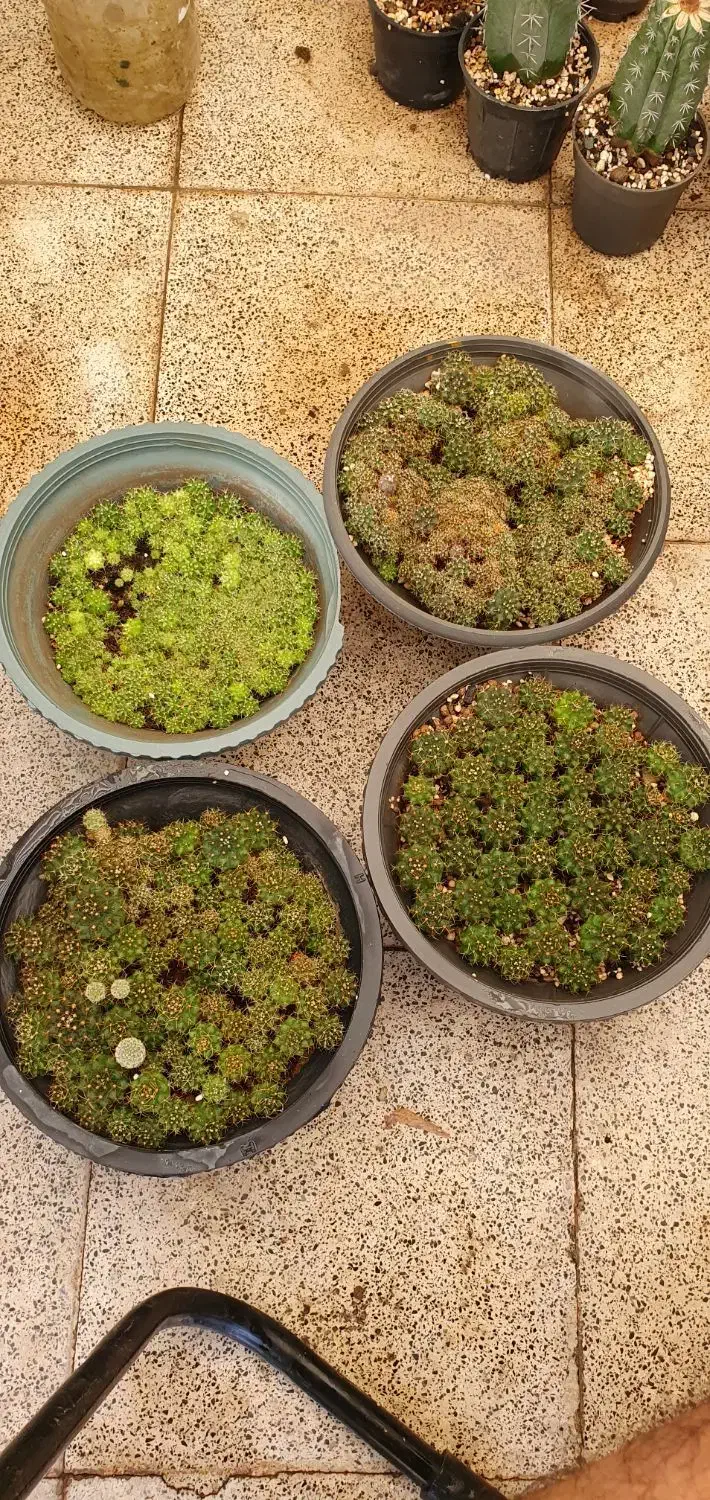 خزانه کاکتوس ژمینو|گل و گیاه طبیعی|تهران, ائمه اطهار|دیوار