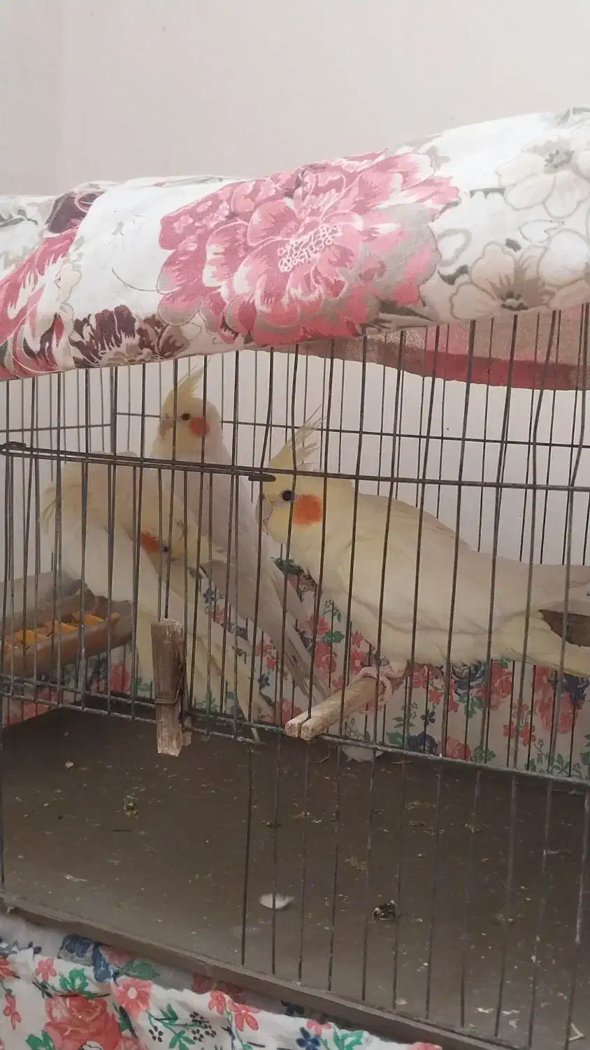 عروس هلندی ۴ عدد|پرنده|اهواز, شهرک الهیه|دیوار