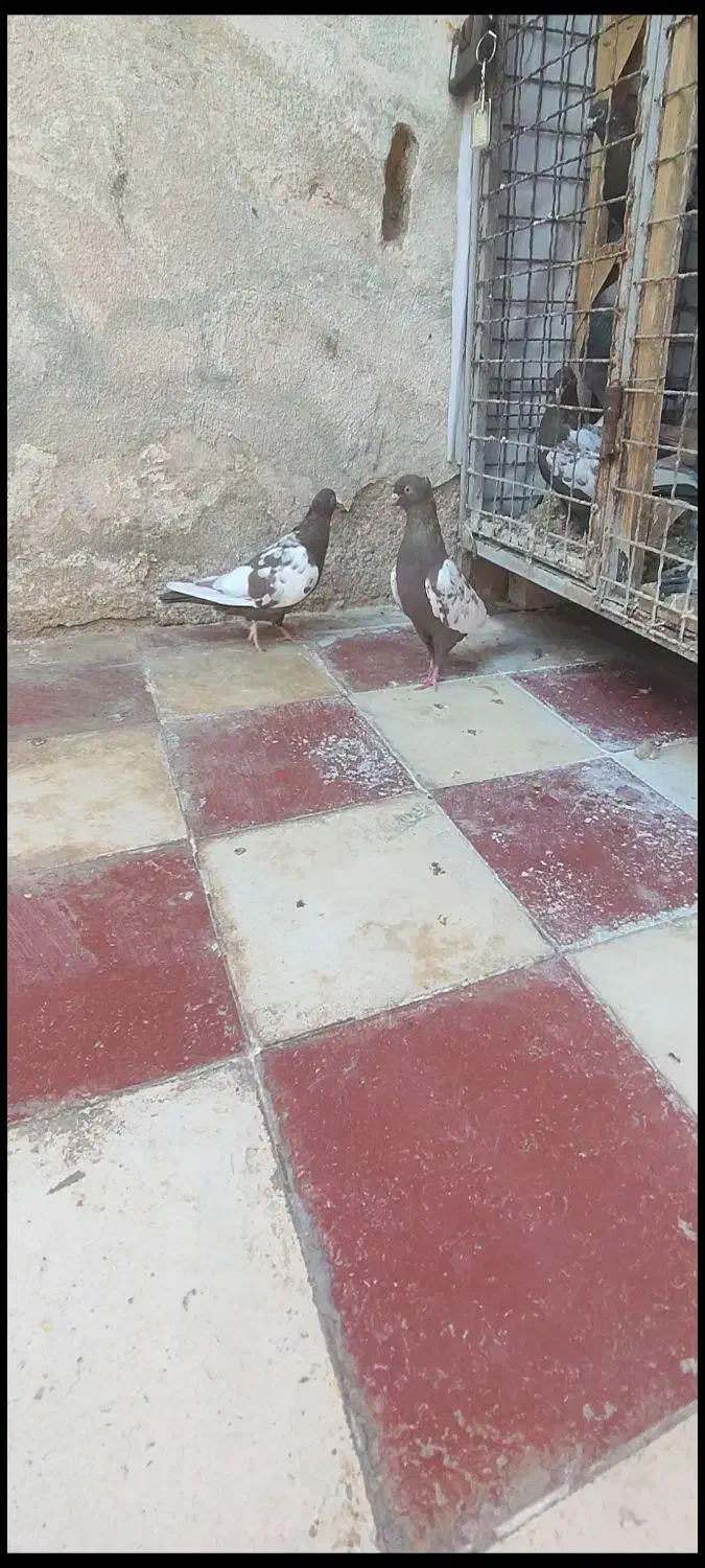 سه جفت سینه کبوتر|پرنده|شیراز, شریف‌آباد|دیوار