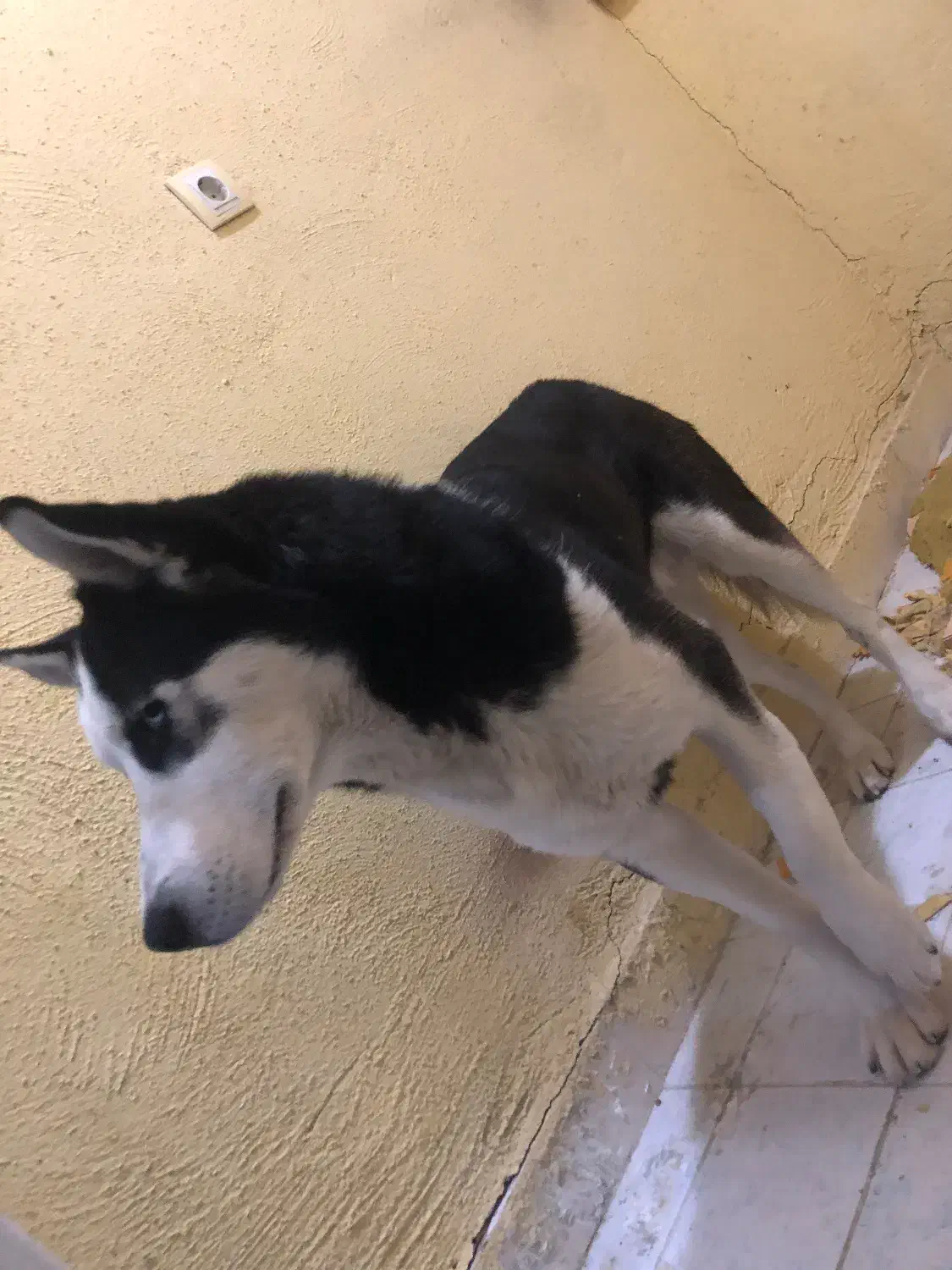 سگ هاسکی قیمت مناسب|سگ|سهند, |دیوار