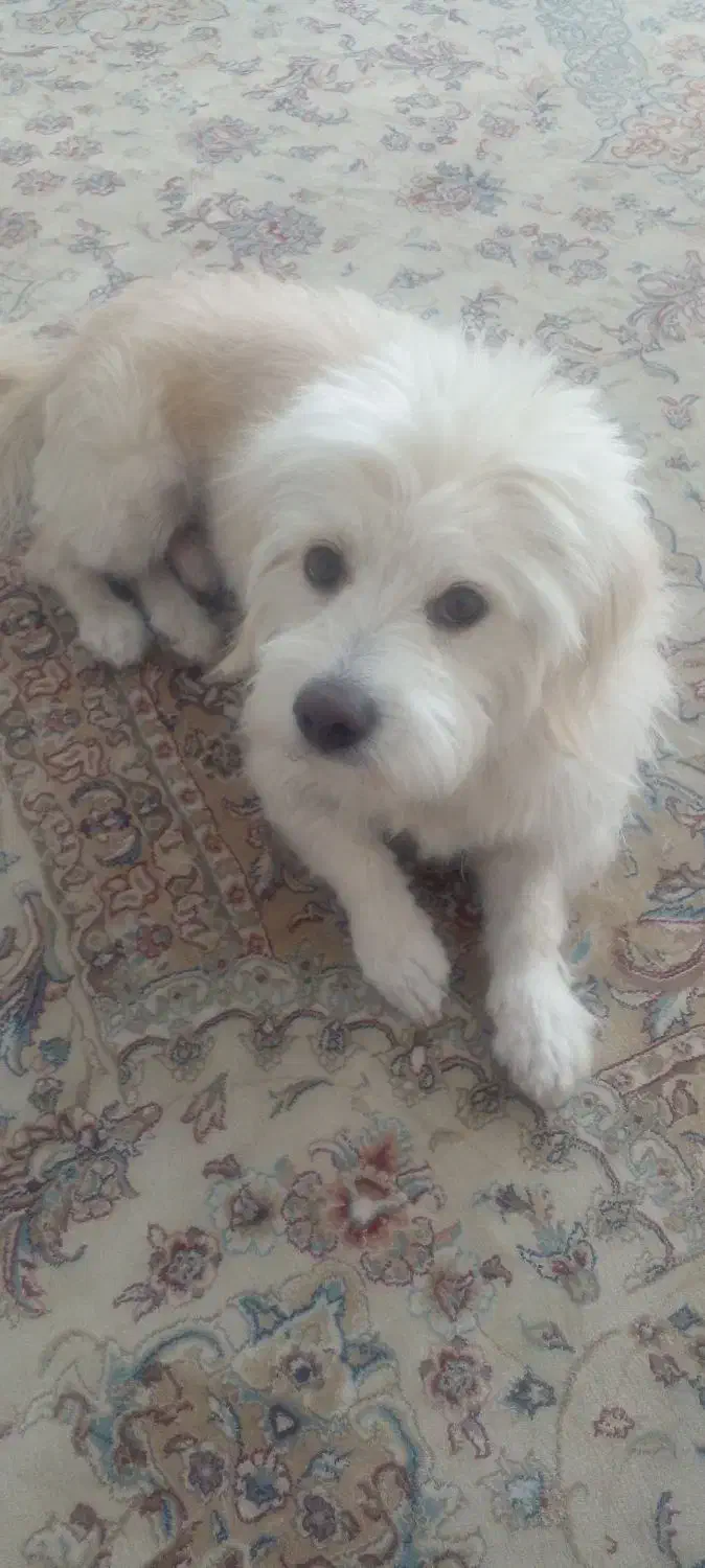 سگ آپارتمانی|سگ|فولادشهر, مسکن مهر فولادشهر|دیوار