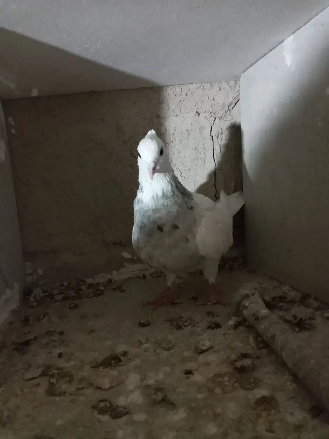 طوقی خال سیا ماده|پرنده|رزن, |دیوار